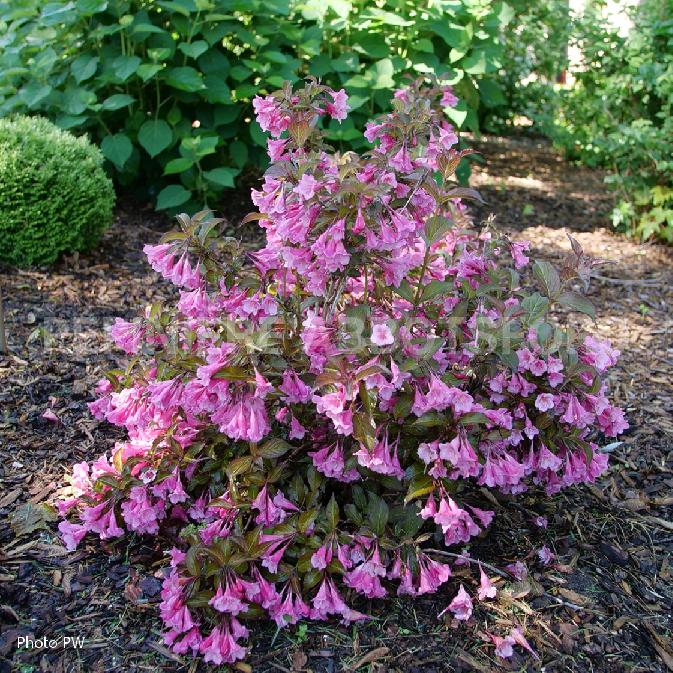 WEIGELA SONIC BLOOM WINE