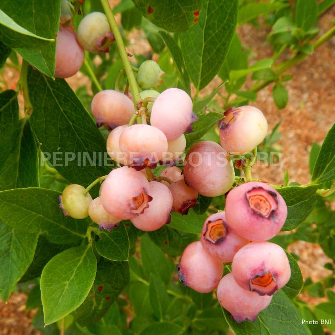 VACCINIUM - PINK POPCORN