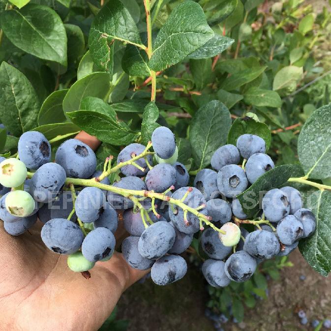 VACCINIUM - TOP SHELF