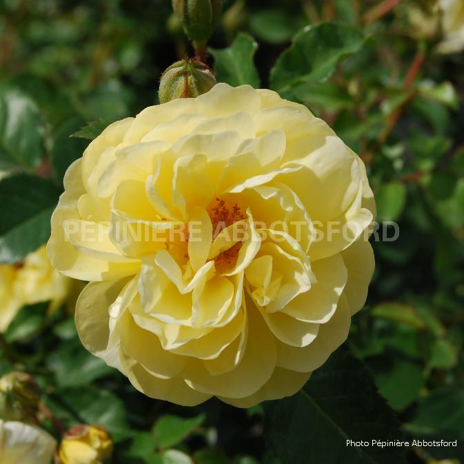 ROSA VIGOROSA - SUNRISE
