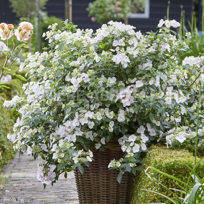 HYDRANGEA - FAIRYTRAIL BRIDE