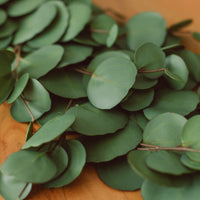 GUIRLANDE D'EUCALYPTUS SILVER DOLLAR ULTA RÉALISTE