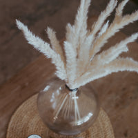 MINI PLUMES DE PAMPA