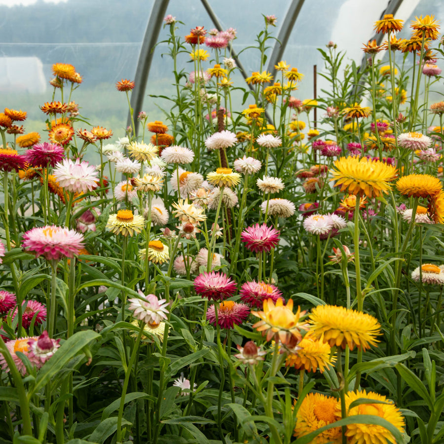 ORGANIC SEEDS: EVERLASTING MIX