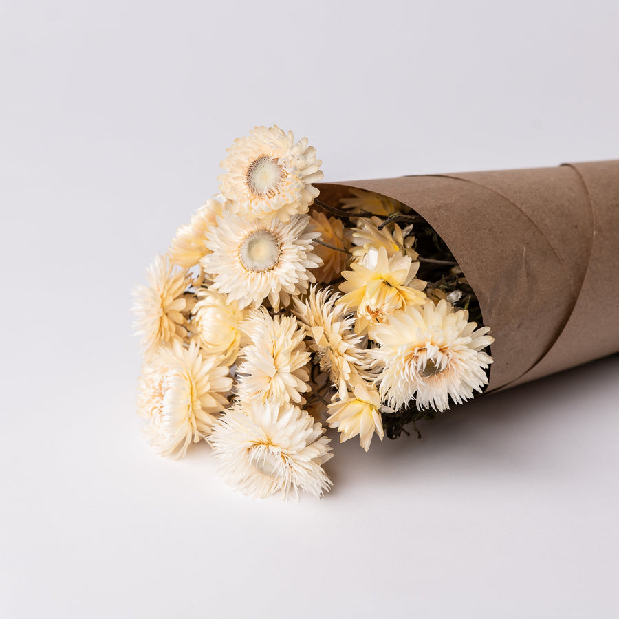 WHITE EVERLASTING