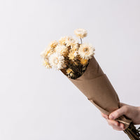 IMMORTELLES BLANCHES