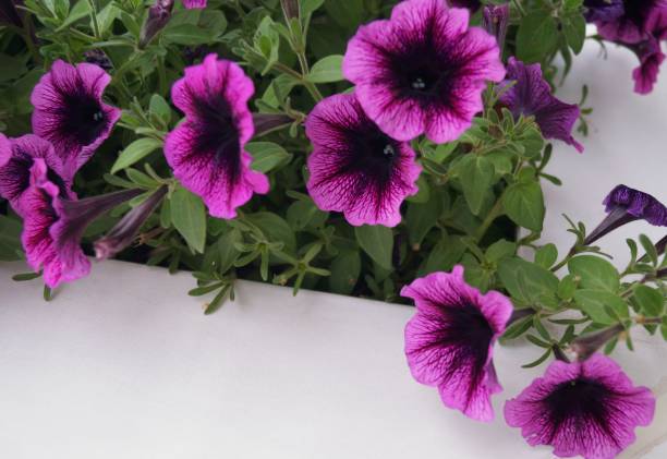 PÉTUNIA SIMPLE - POURPRE