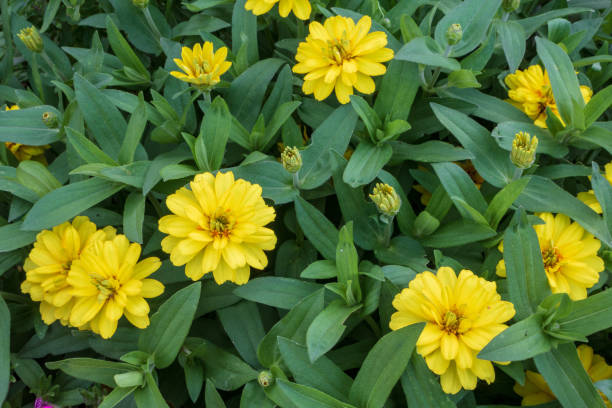 ZINNIA MAGELLAN - YELLOW