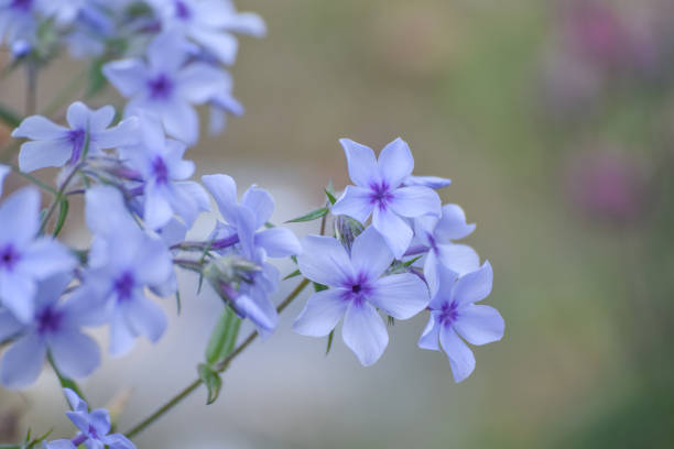 PHLOX - BLEU