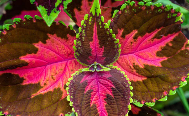 COLEUS - FESTIVE DANCE