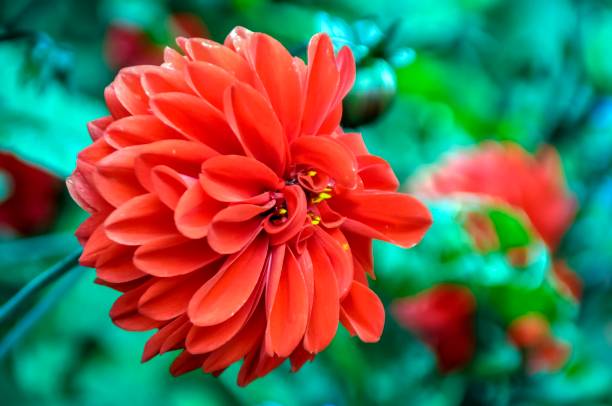 DAHLIA ROUGE