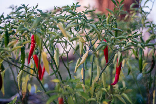 PIMENT - HOT PORTUGAL