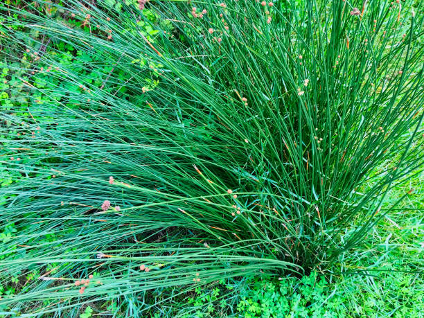 JUNCUS - BLUE ARROWS