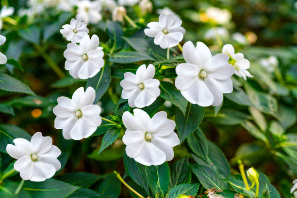 IMPATIENS NOUVELLE GUINÉE - BLANC