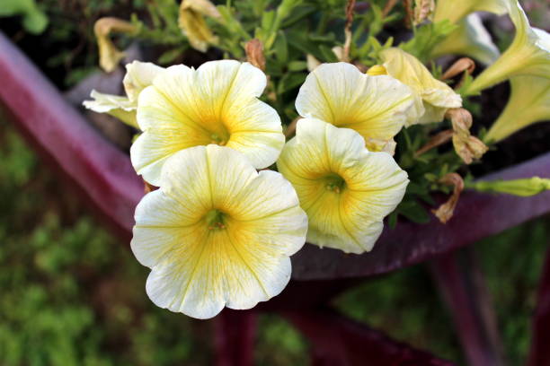 PÉTUNIA EASY WAVE - YELLOW