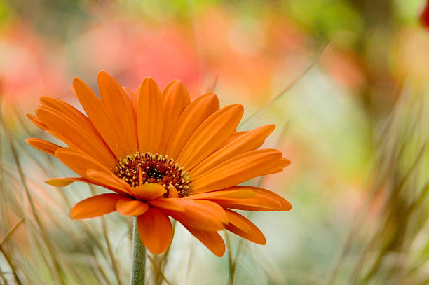 GERBERA - ORANGE
