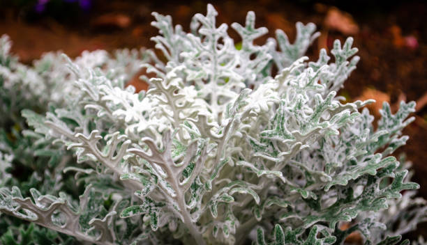 CINERARIA SILVER DUST