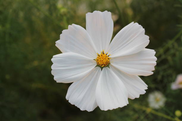 COSMOS SONATA - BLANC