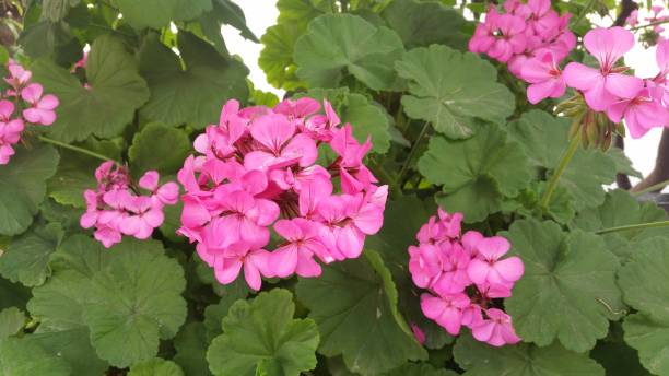 GERANIUM ZONAL - PINK