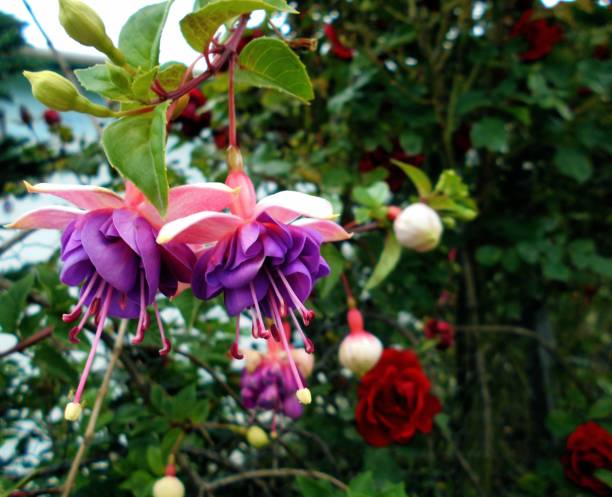 FUCHSIA - ROSE ET MAUVE