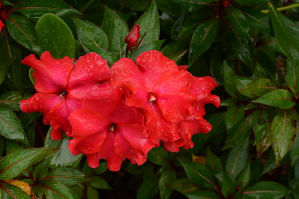 IMPATIENS NOUVELLE GUINÉE - ROLLER COASTER