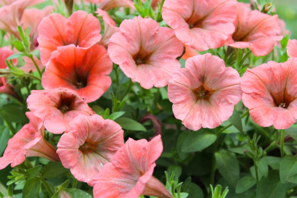 PÉTUNIA SIMPLE - SAUMON