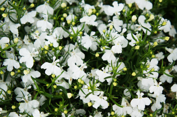 LOBELIA COURTE - BLANC