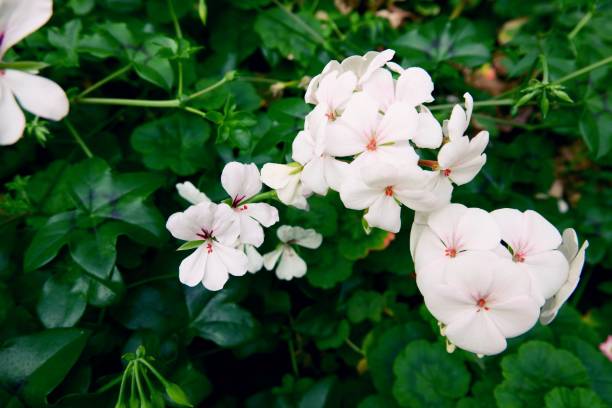 GERANIUM ZONAL - BLANC