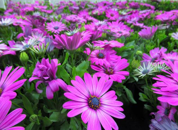 OSTEOSPERMUM - POURPRE