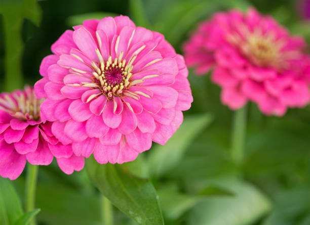 ZINNIA ZESTY - PINK