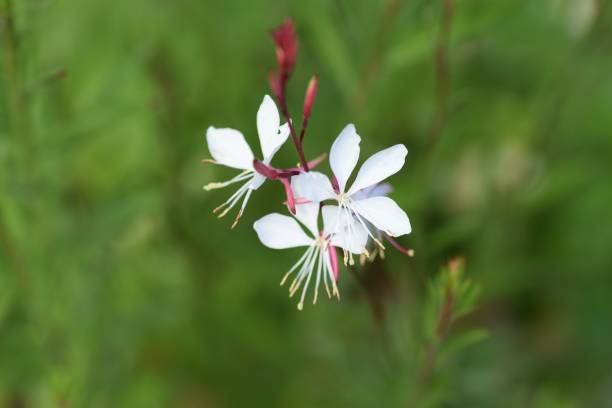 GAURA - BLANC