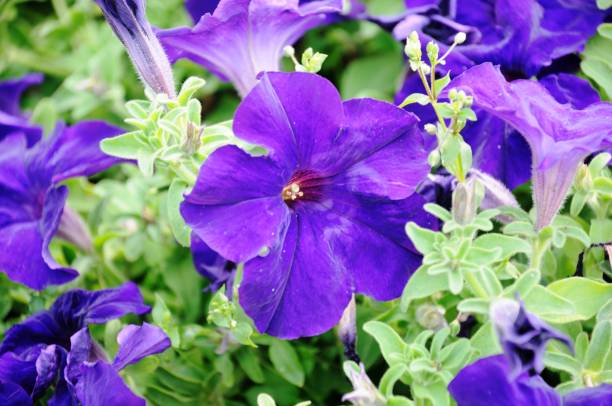 PÉTUNIA SIMPLE - BLEU VEINE