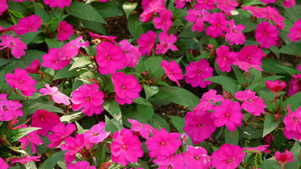 SUNPATIENS COMPACT - HOT PINK
