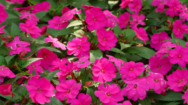 IMPATIENS NOUVELLE GUINÉE - HOT PINK