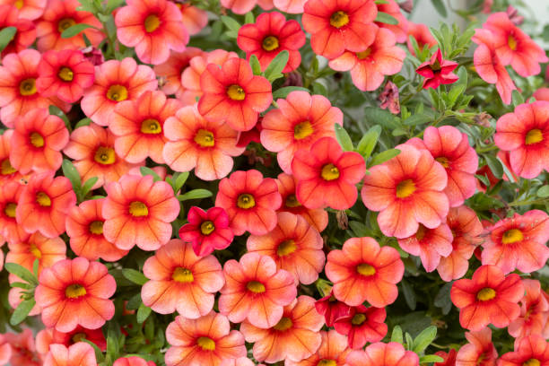 CALIBRACHOA - CORAL