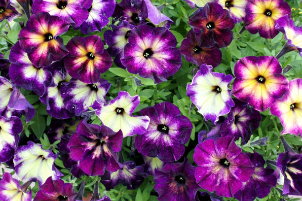 PÉTUNIA MULTI - PLUM CRAZY