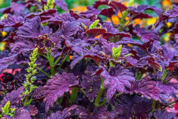 COLEUS - BLACK DRAGON