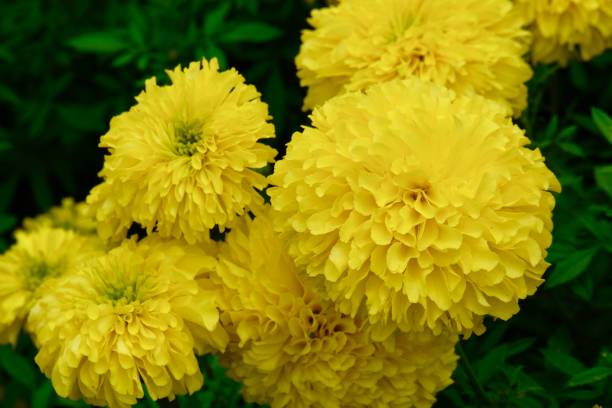MARIGOLD DOUBLE - JAUNE