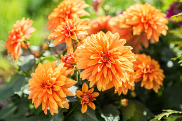 DAHLIA ORANGE