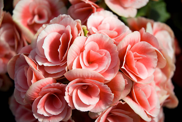 BEGONIA TUBEREUX - ROSE