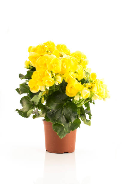 BEGONIA RIEGER - JAUNE