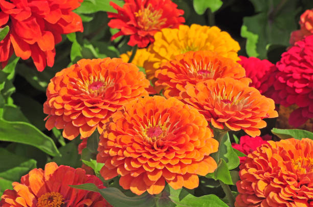 ZINNIA PROFUSION - ORANGE