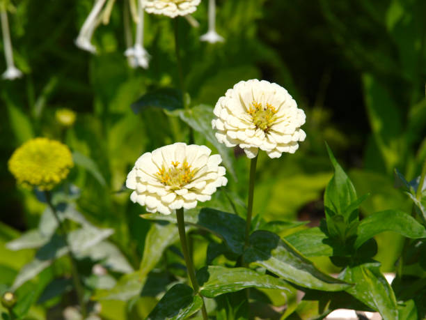 ZINNIA ZESTY - WHITE