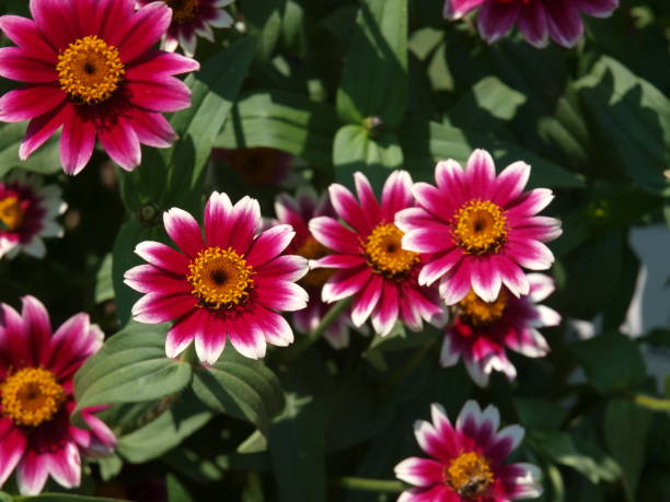 ZINNIA PROFUSION - CHERRY BICOLOR