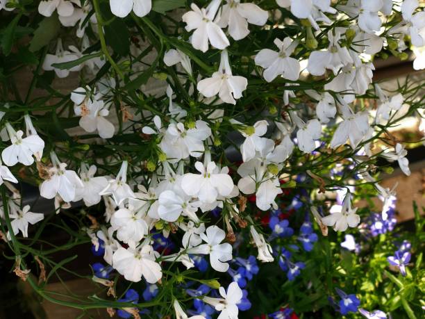 LOBELIA CASCADE - BLANC