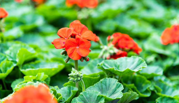 GÉRANIUM ZONAL - ORANGE