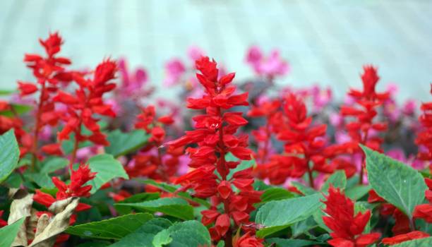 SALVIA - ROUGE