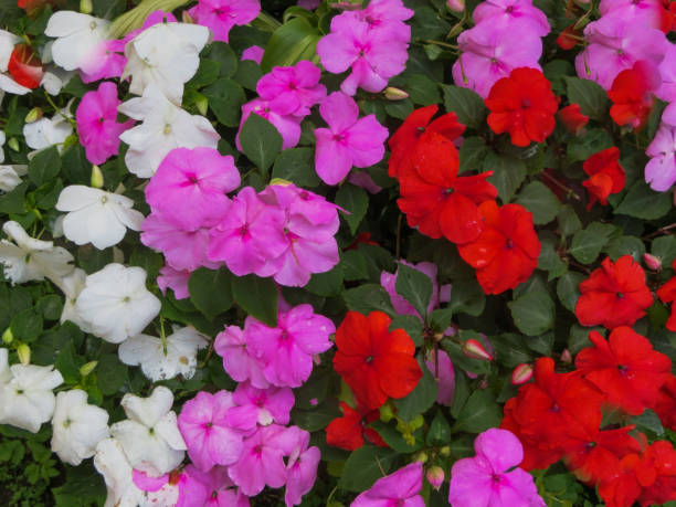 IMPATIENS BEACON - SELECT MIX