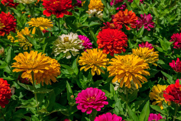 ZINNIA ZESTY - MÉLANGE