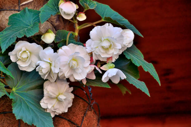 BEGONIA TUBEREUX - BLANC